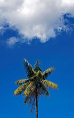 Palm tree (Euterpe edulis) and blue sky, Ouro Preto, Brazil