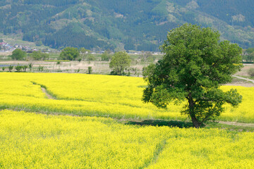 小沼の菜の花畑