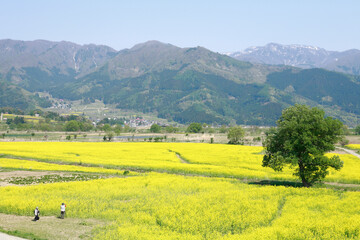 小沼の菜の花畑