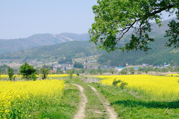 小沼の菜の花畑