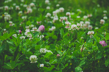 Clover