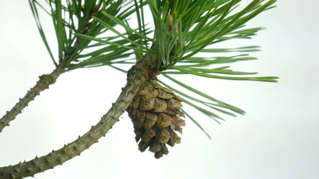 Branch of scots pine with pine cone, close up video