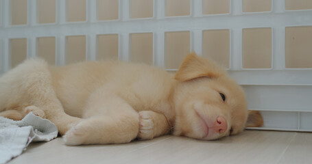 Cute puppy sleep on floor with towel