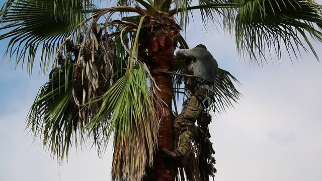 Man working at the top of a palm tree pruning the leaves helping himself  with a well-used rope and steel claws to climb up. Cleaning and cutting palm trees. Man with the chainsaw. Dangerous job.