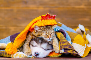 The kitten sleeps on a fluffy puppy with a funny cap and under a checkered blanket