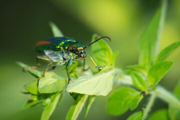 The Spanish fly (lat. Lytta vesicatoria), of the blister beetle family (Meloidae).