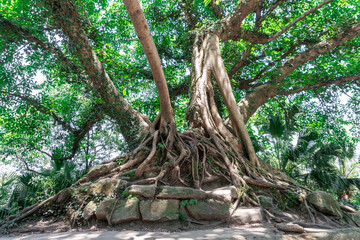 Close-up of a densely packed tree