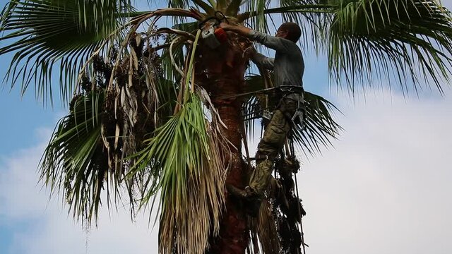 Man working at the top of a palm tree pruning the leaves helping himself  with a well-used rope and steel claws to climb up. Cleaning and cutting palm trees. Man with the chainsaw. Dangerous job.