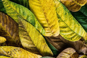 texture of yellow and green leaves on a black background. autumn motley multicolored texture. closeup of autumn tree leaves