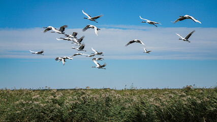 Close-up of red-crowned crane flying on wetland park