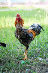 A rooster walks on a green lawn.