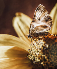 white transparent butterfly on a yellow flower on a yellow background. white moth sitting in a summer garden against a background of delicate yellow flowers
