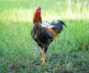 A rooster walks on a green lawn.