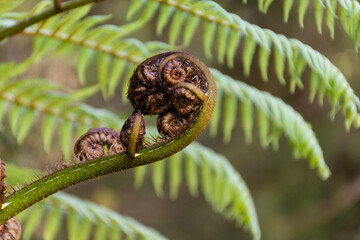 Close up of an unfurling New Zealand silver fern frond (Koru)