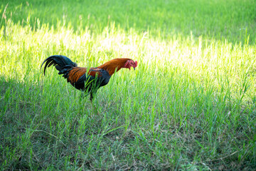 Fototapeta premium A rooster walks on a green lawn.
