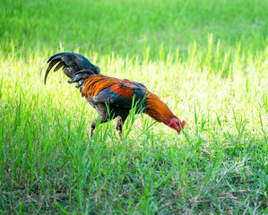 A rooster walks on a green lawn.