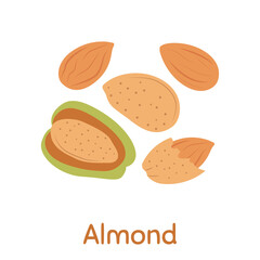 Set of Almond Nut. Walnut tree.