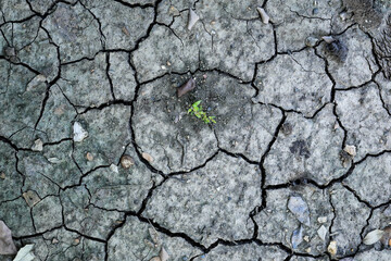 Broken soil texture and growth of small green trees