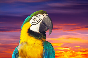 Closeup of macaw papagay (Ara chloropterus) against sunset sky