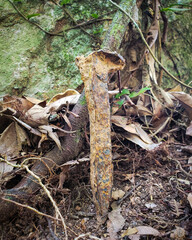 stump in the forest