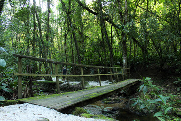 Fototapeta premium bridge in the forest