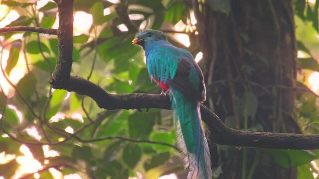 Male of Resplendent quetzal (Pharomachrus mocinno) sits on the branch in the humid forest of Monteverde National Park. Costa Rica