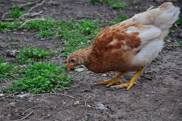 chicken in the farm
