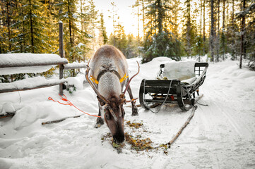 Elk pulling a sleigh in Lovaniemi, Finland