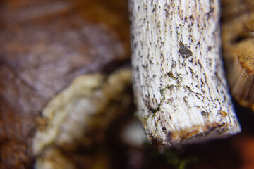 selective focus at the bottom side of the mushroom