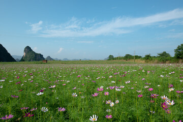 Gesang Flower Sea under the blue sky and white clouds