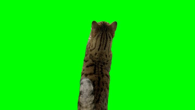 4K Bengal cat on green screen isolated with chroma key. Cat standing up on hind legs facing backward reaching up with paw