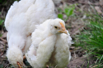 white chicken on a farm
