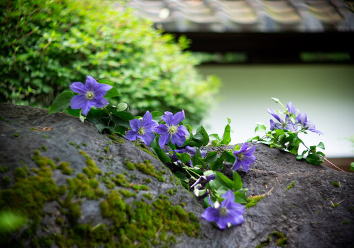 SONY DSC flower, image,impressive,decoration,teahouse,
purple, gypsophila,tessen,lilyofthevalley,
鈴蘭,鉄線,かすみ草,花,