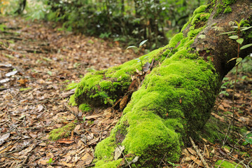 Obraz premium green fresh moss growing in tropical forest in Thailand 