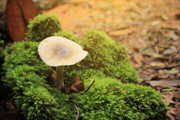wild mushroom growing in green moss in tropical forest 