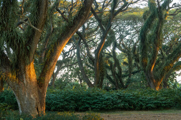 Indonesia Forest Park Photography Picture