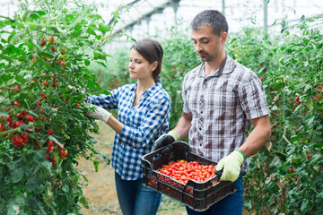 Man and woman harvest cherry tomatoes in greenhouse together