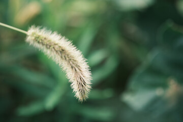 秋を彩る猫じゃらし