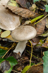 A young cloud funnel mushroom or Clitocybe nebularis growing in rotting leaf litter.
