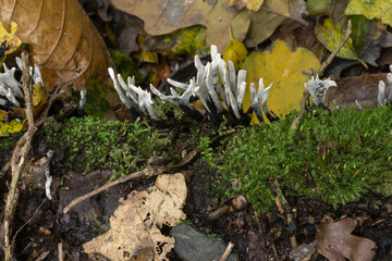 The candlestck fungus or Xylaria hypoxylon. 
