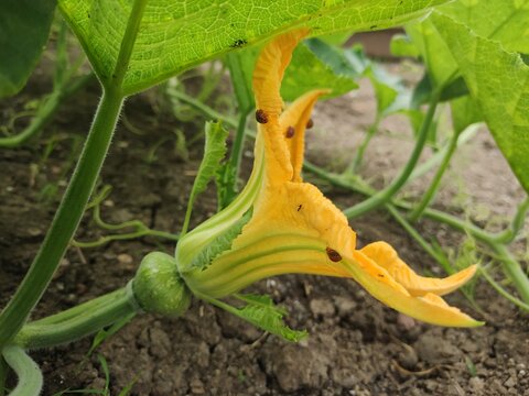 The green vine of the pumpkin tree is planted on the ground in an agricultural farm, an organic garden that is blooming.