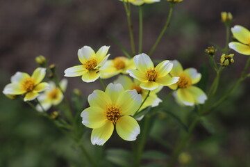秋の公園に咲くウインターコスモスの黄色と白のグラデションの花