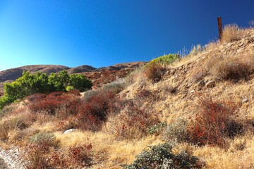 Landscape of Southern California desert plants 