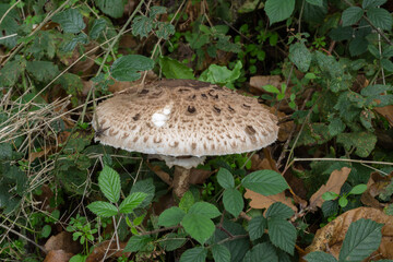 The cap of the parasol mushroom or Macrolepiota procera.
