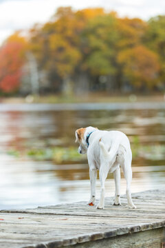 jack russell terrier playing fall color water yard outdoor fun play dog photo