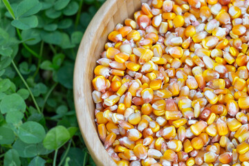 Corn kernels is in a bowl on the grass