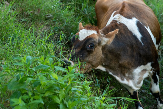 vaca con ojos desorbitados 