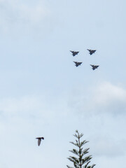 aviones, pájaros y árbol 