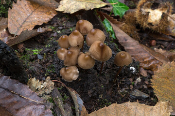 A group of clustered bonnet mushrooms or mycena inclinata growing on a rotting branch.
