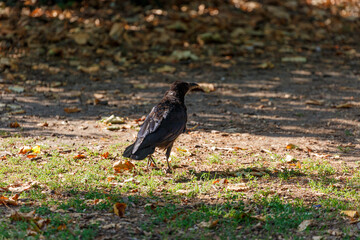 Crow on grass in park